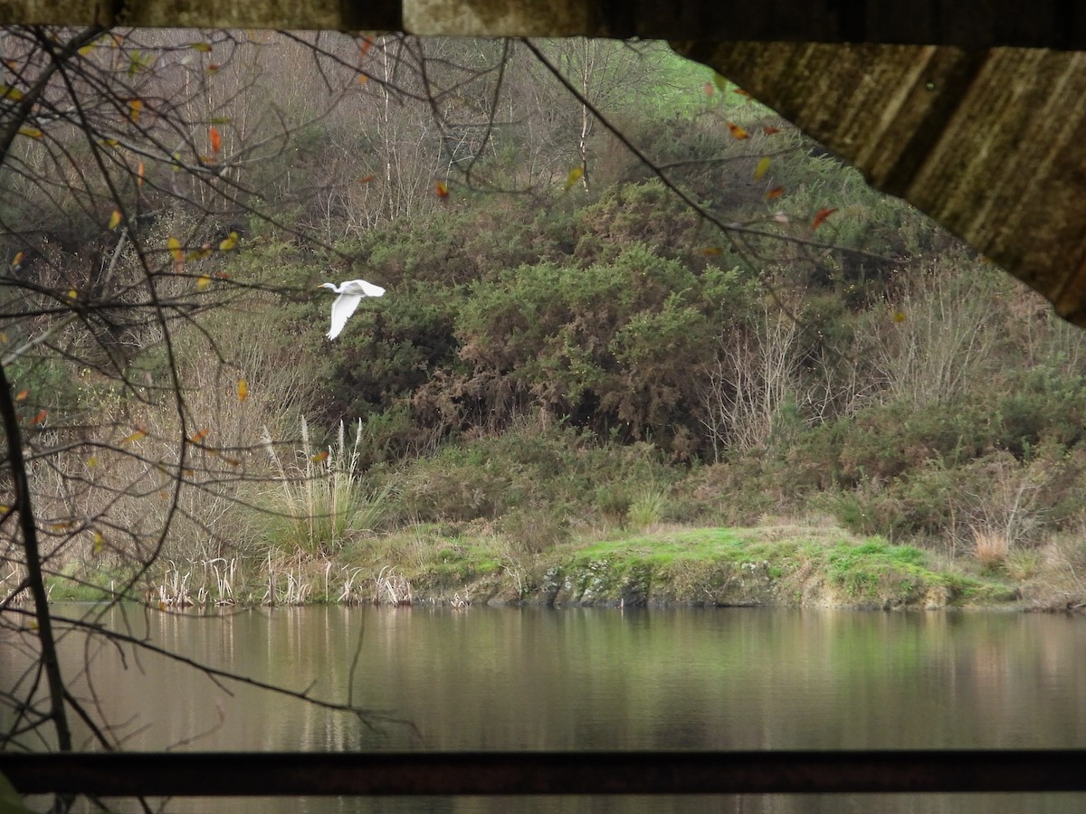 Great Egret - ML612640943