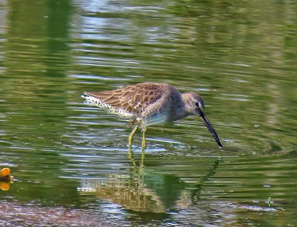 Long-billed Dowitcher - ML612640950