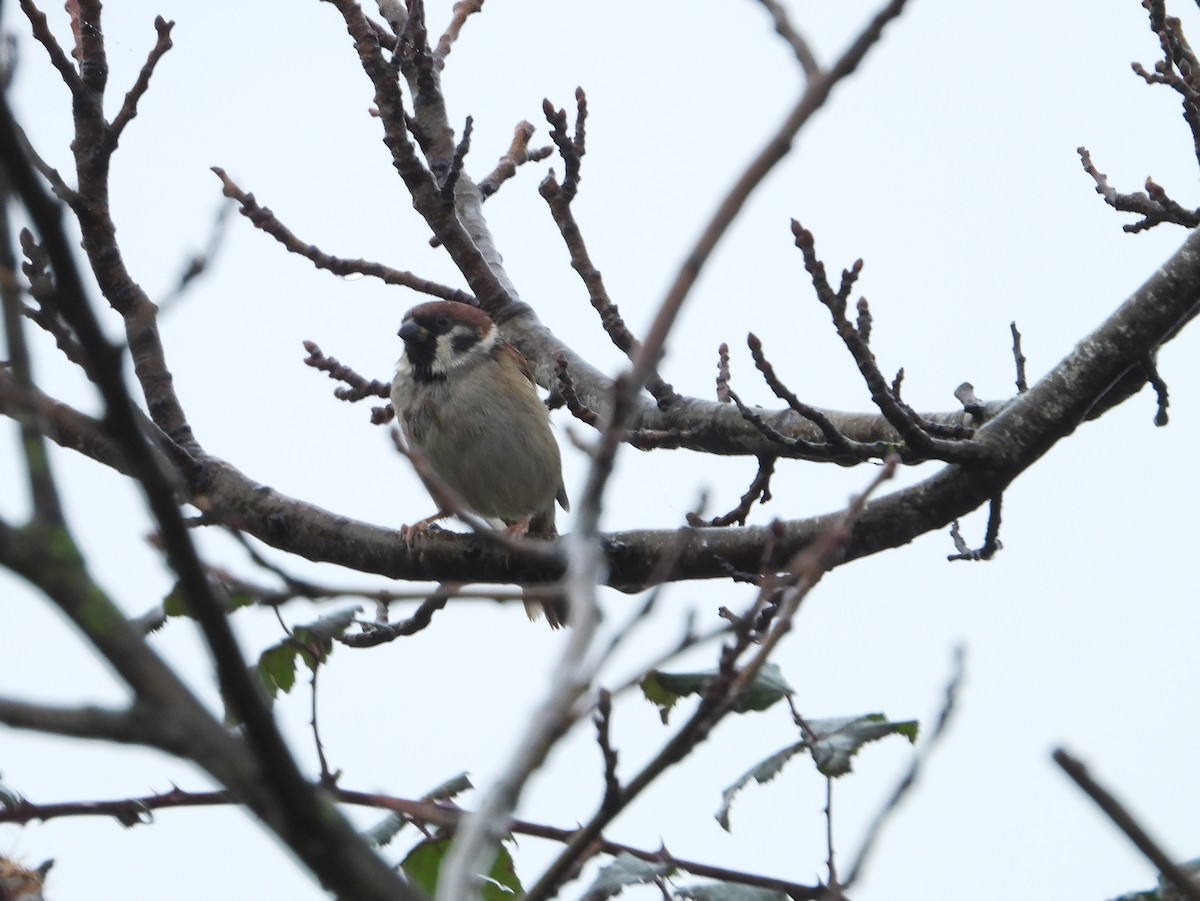 Eurasian Tree Sparrow - ML612640956