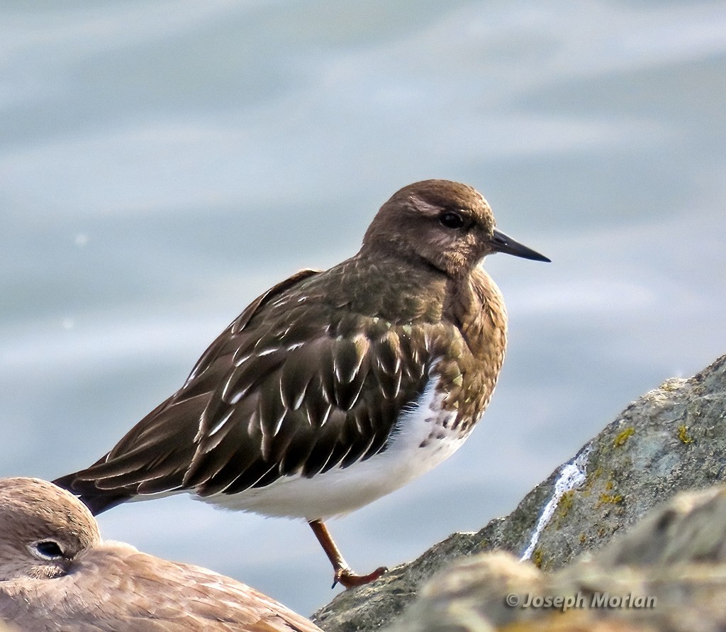 Black Turnstone - ML612640967