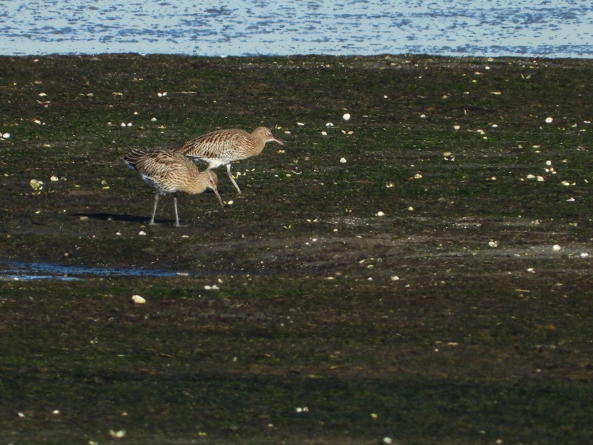 Eurasian Curlew - ML612640978