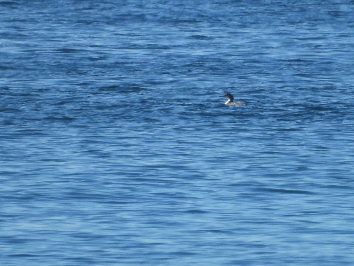 Common Loon - Iván  Orois