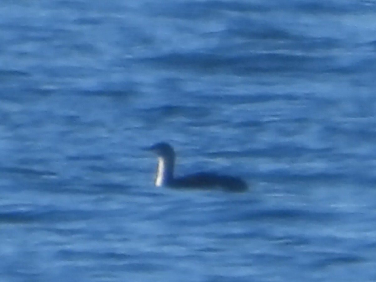 Red-throated Loon - Iván  Orois