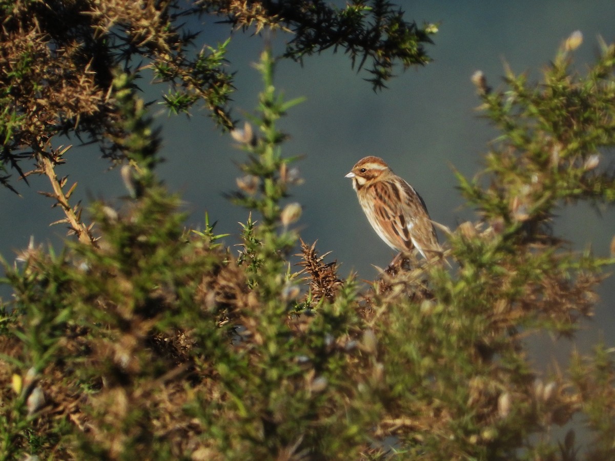 Reed Bunting - ML612641045