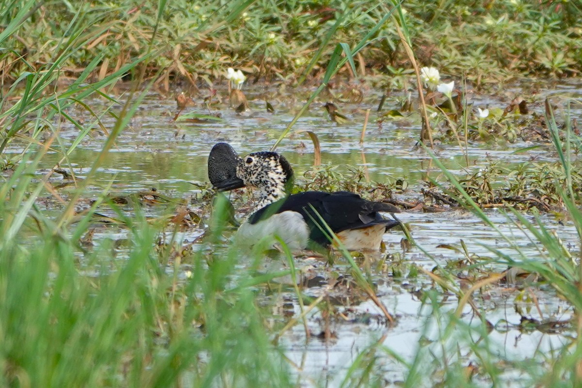 Knob-billed Duck - Josh Lee