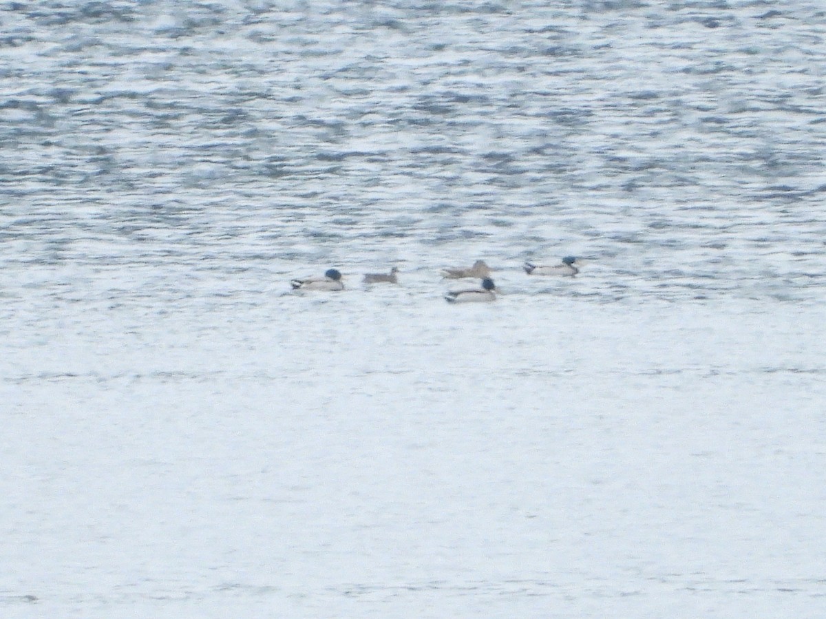 Green-winged Teal - Iván  Orois