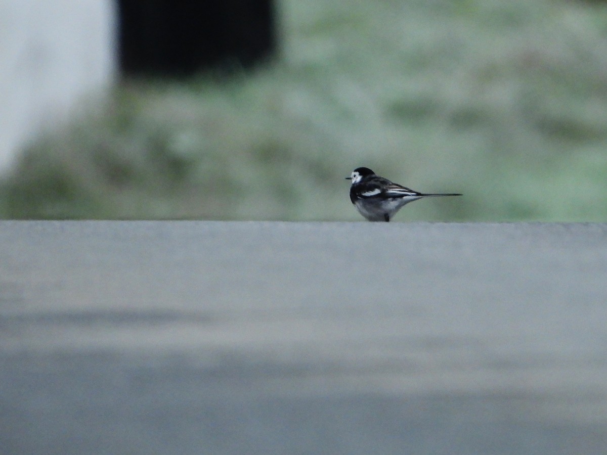 White Wagtail - Iván  Orois