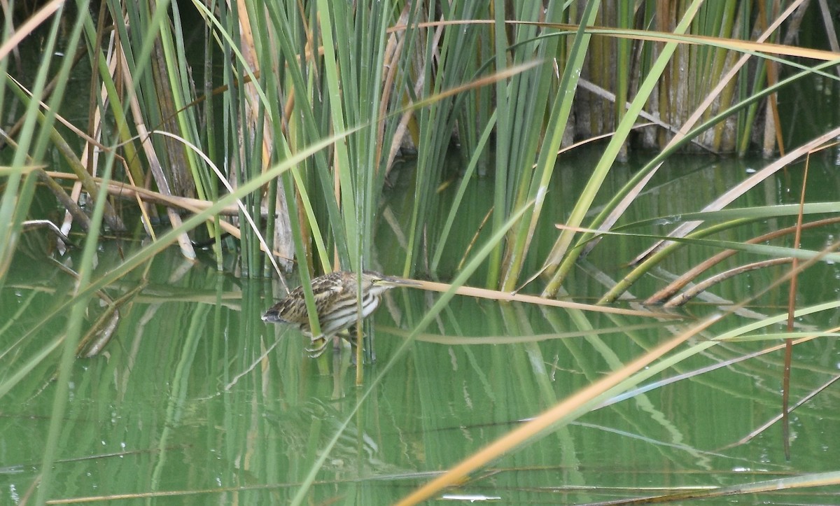 Little Bittern - ML612641125