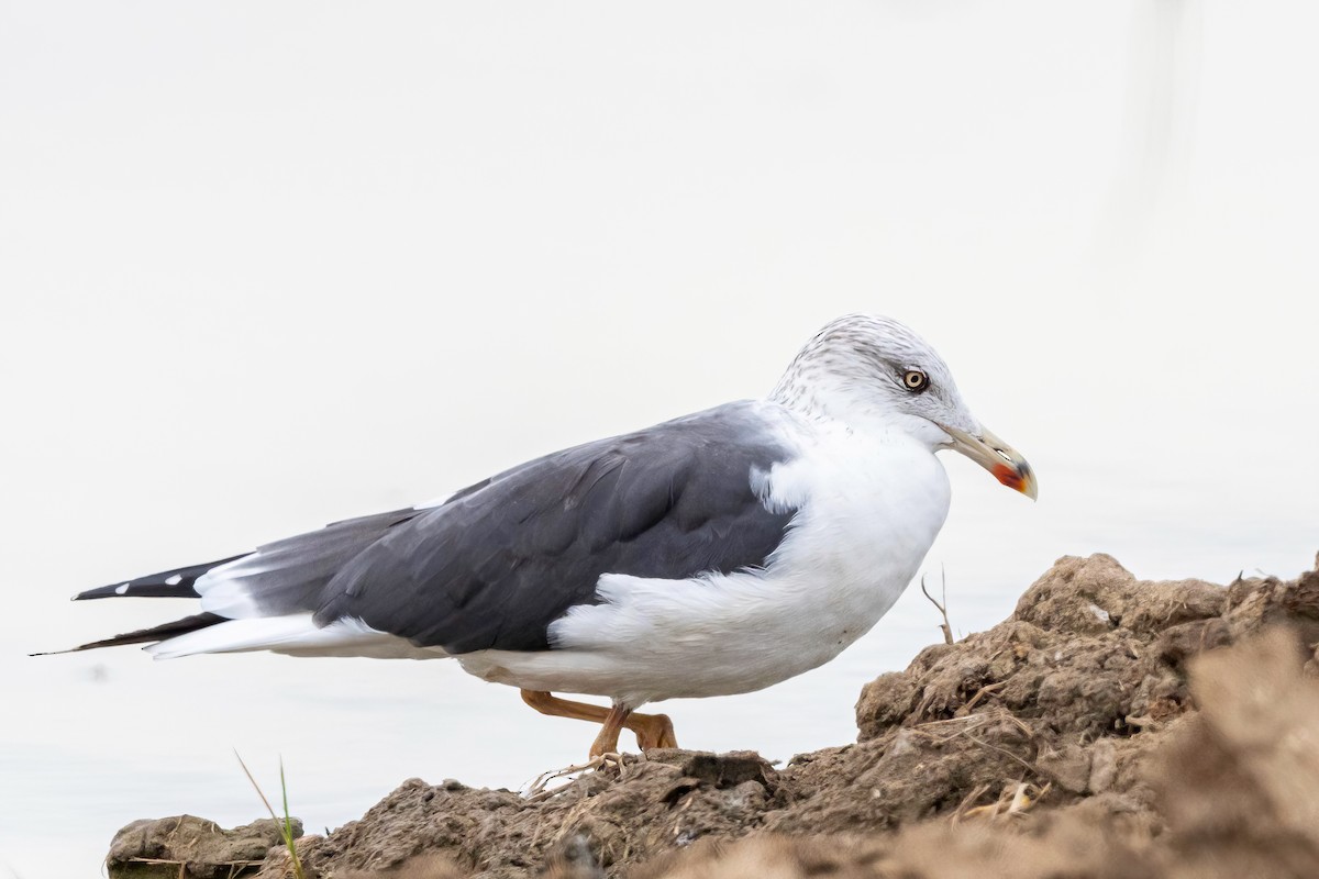 Lesser Black-backed Gull - ML612641138