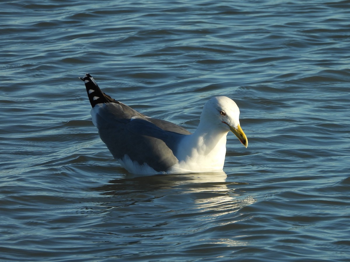 Yellow-legged Gull - ML612641185