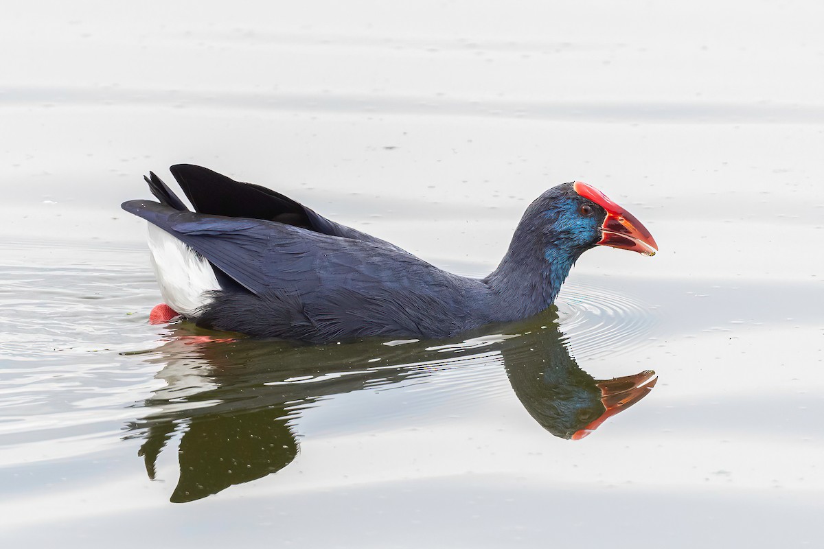 Western Swamphen - ML612641199