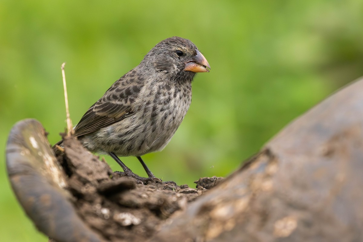 Medium Ground-Finch - Alex Lamoreaux