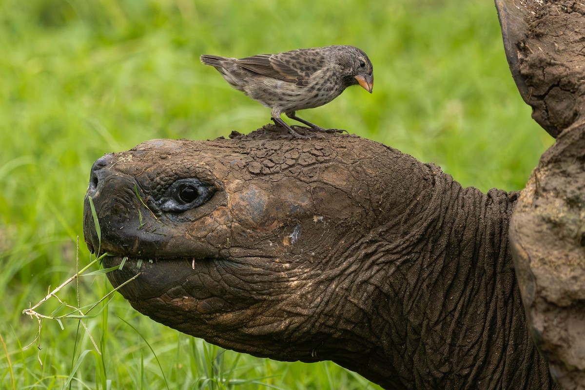 Medium Ground-Finch - Alex Lamoreaux