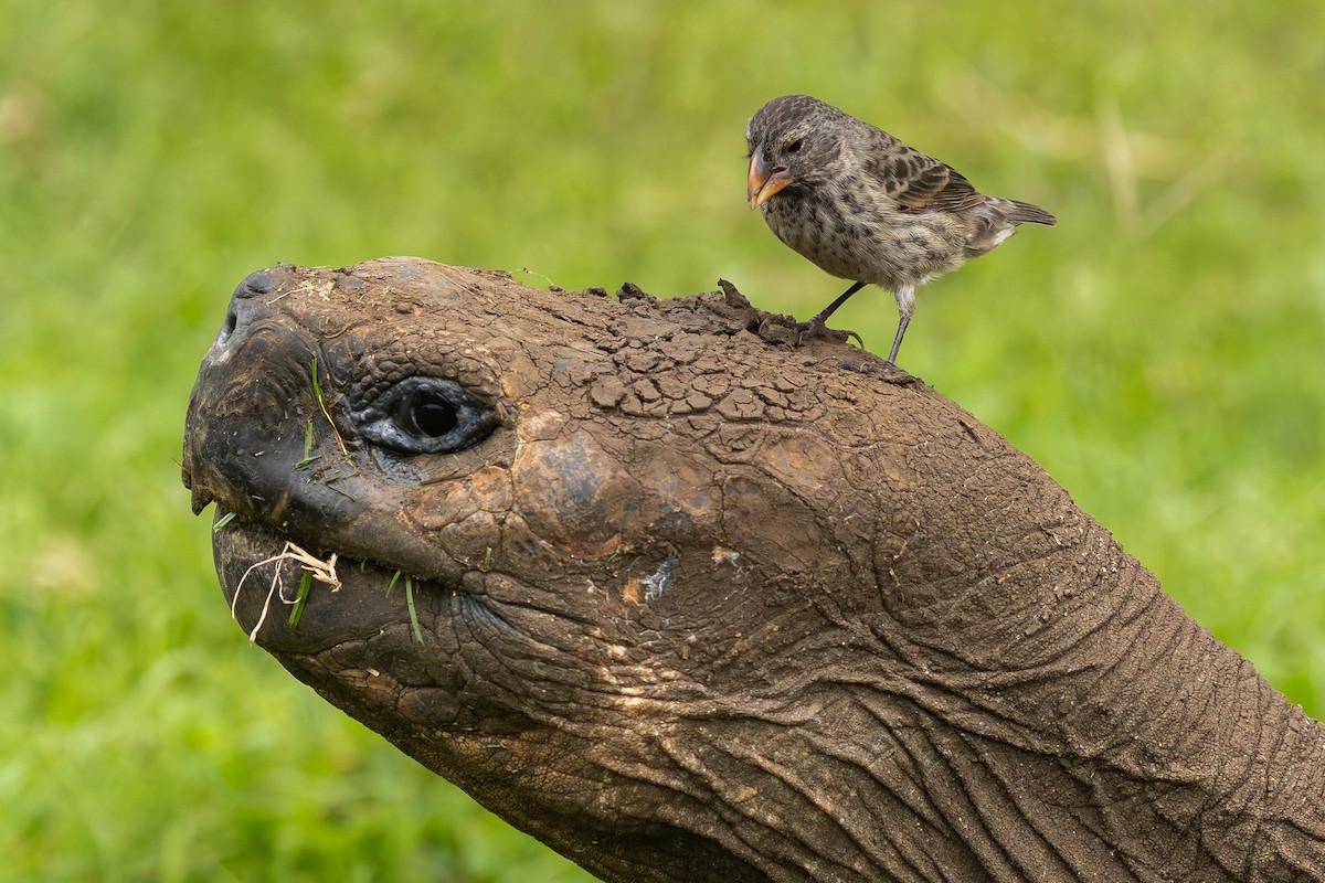 Medium Ground-Finch - Alex Lamoreaux