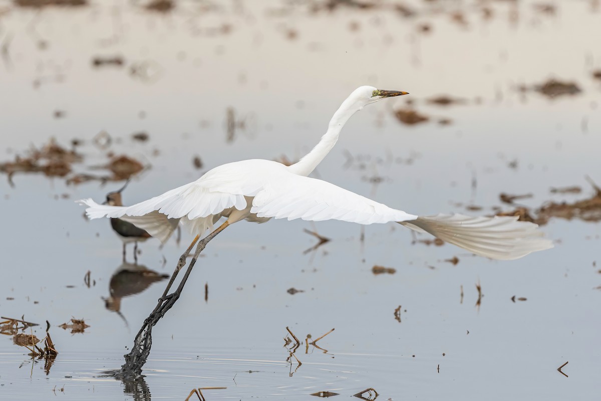 Great Egret - ML612641391