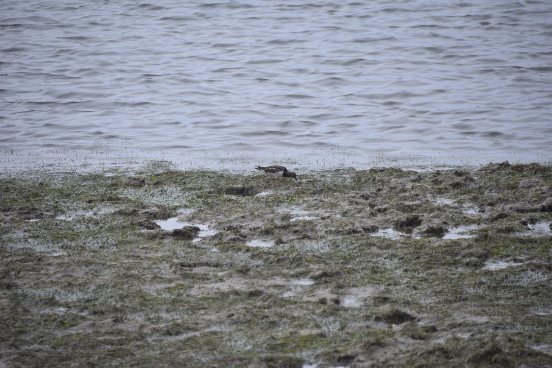 Ruddy Turnstone - ML612641423