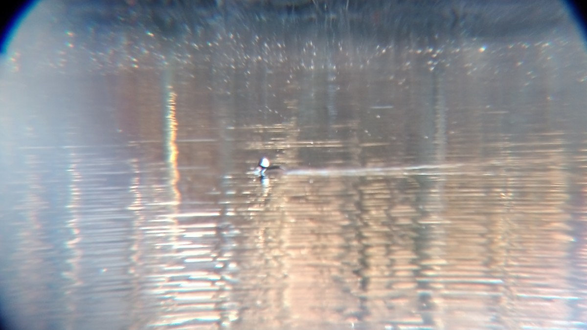 Hooded Merganser - ML612641427