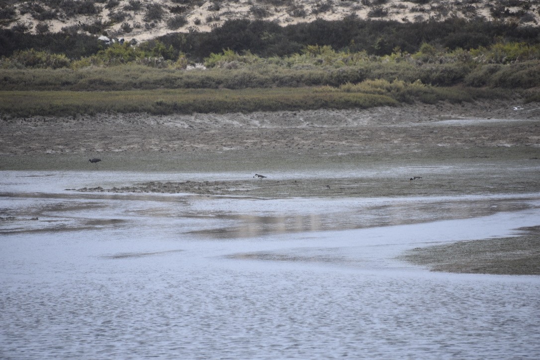 Eurasian Oystercatcher - ML612641434