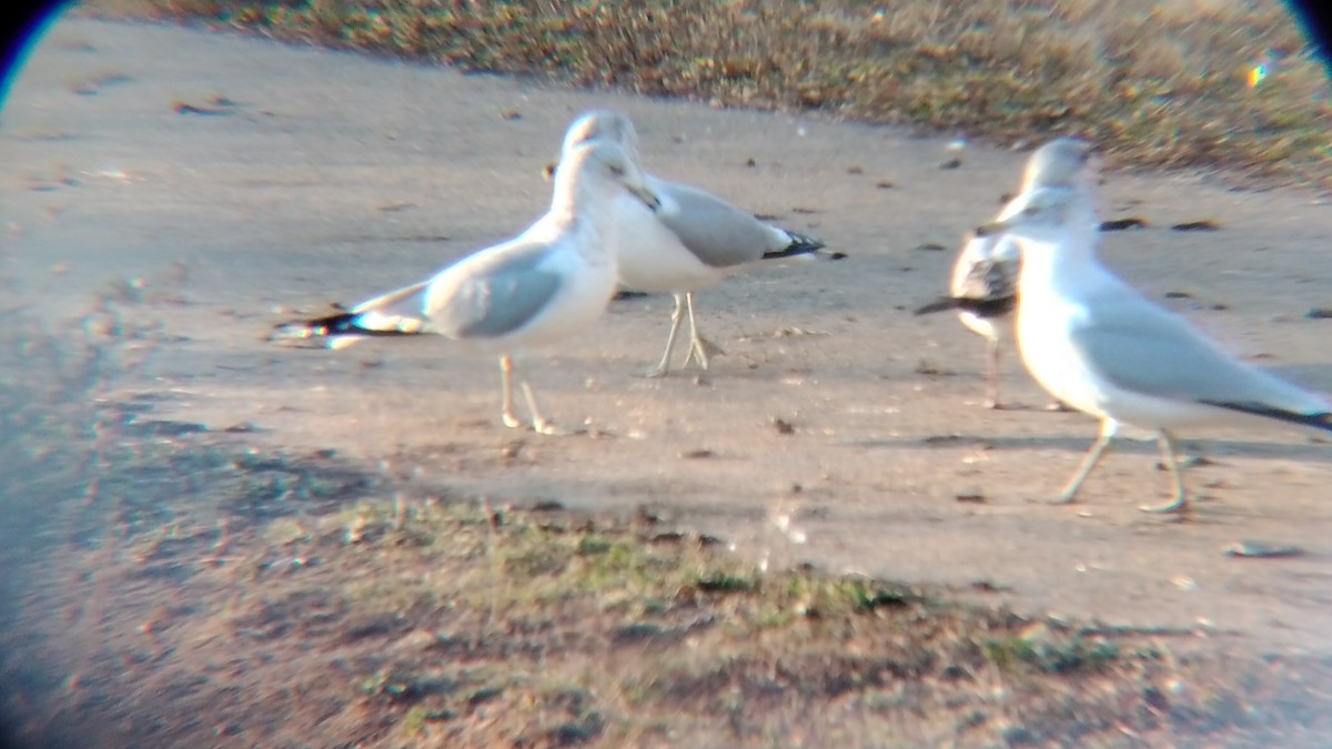 Ring-billed Gull - ML612641463