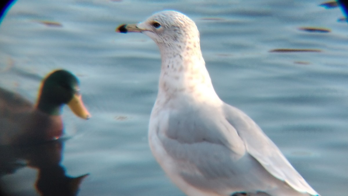 Ring-billed Gull - ML612641464