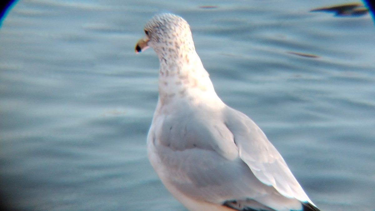 Ring-billed Gull - ML612641465