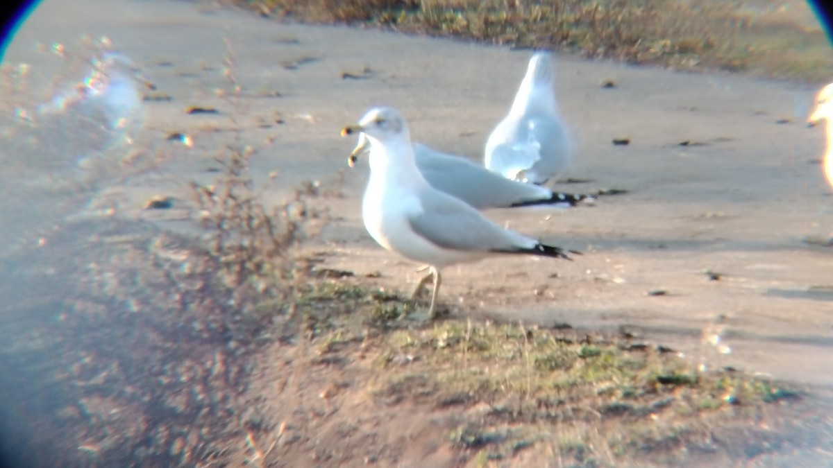 Ring-billed Gull - ML612641466