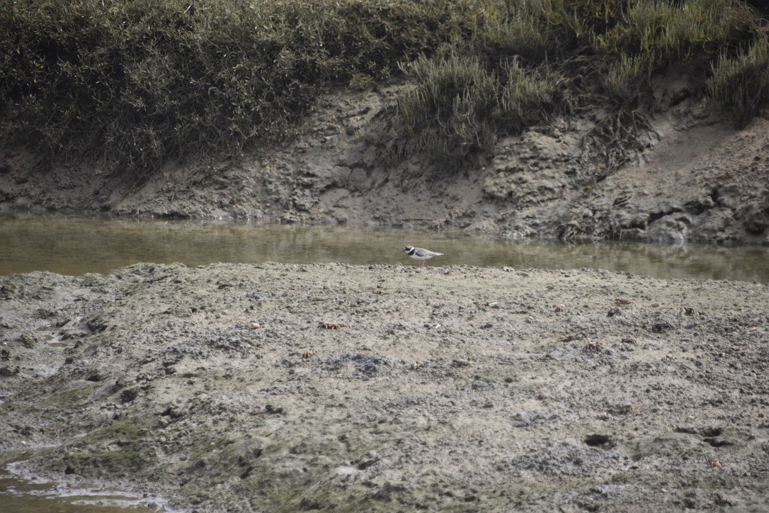 Common Ringed Plover - ML612641481