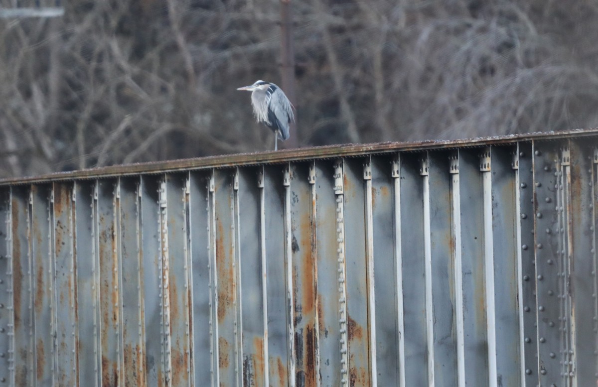 Great Blue Heron (Great Blue) - ML612641483
