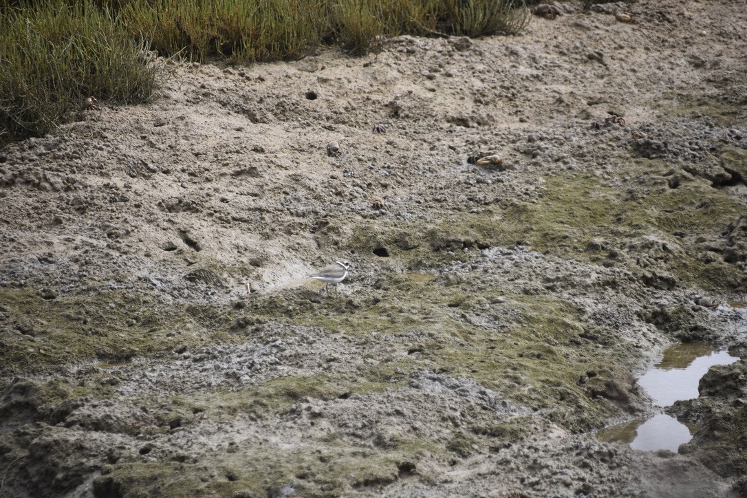 Common Ringed Plover - ML612641489