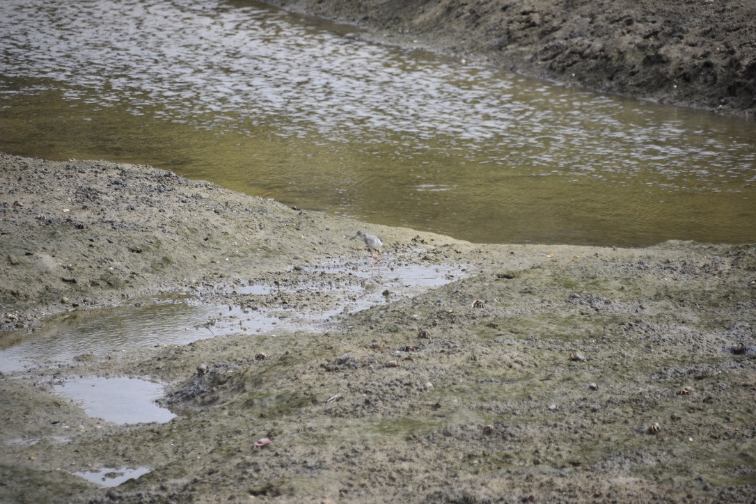 Chevalier gambette - ML612641506