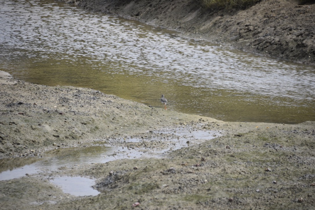 Common Redshank - ML612641507