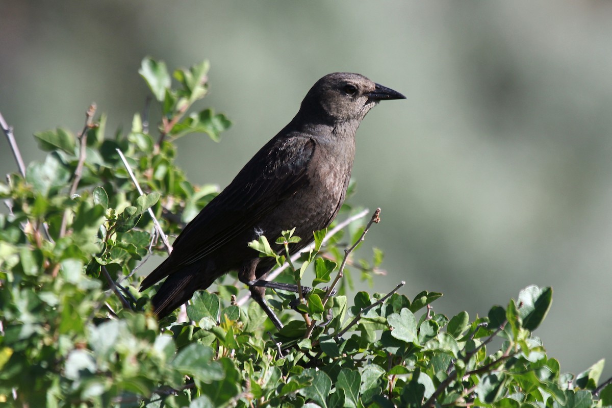 Brewer's Blackbird - ML61264151