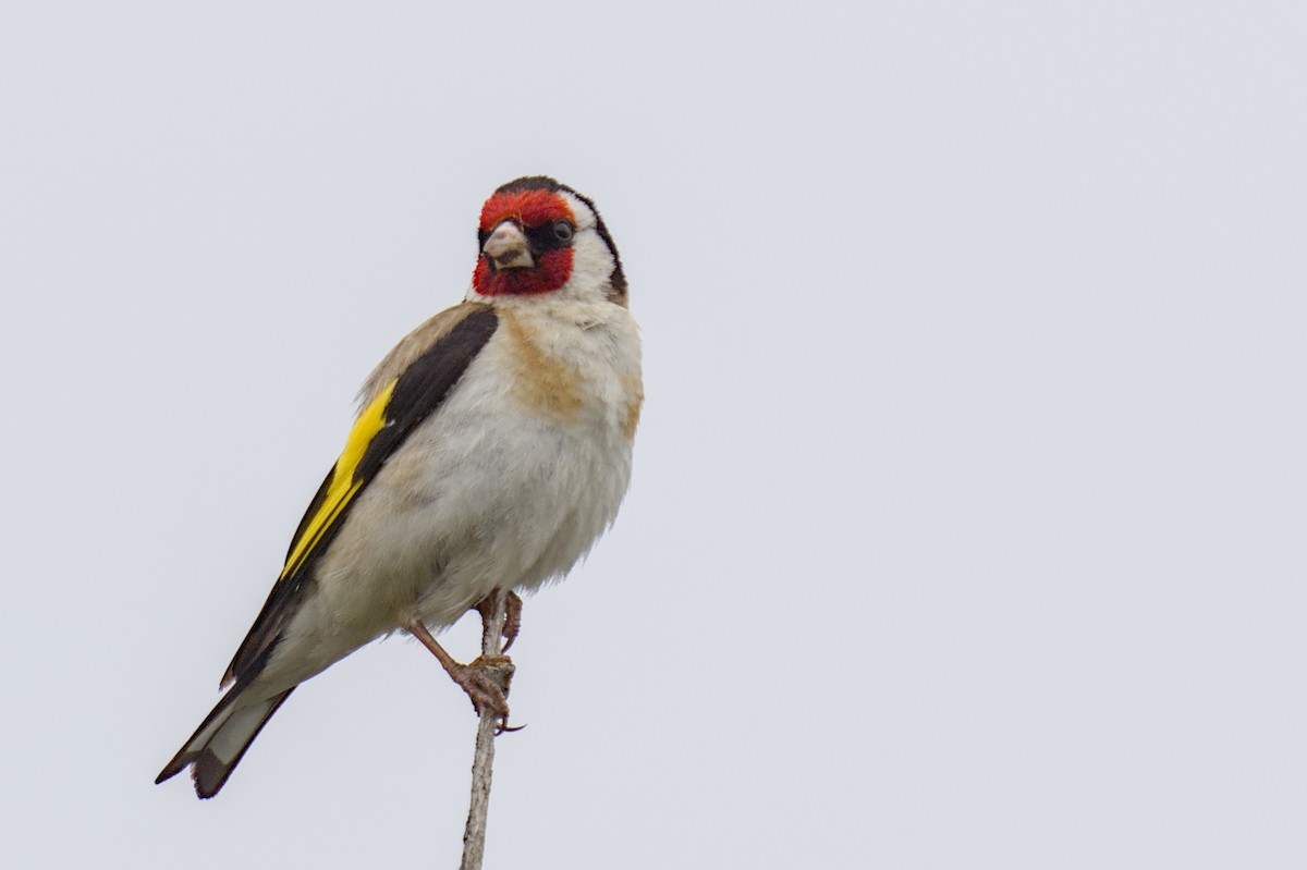 European Goldfinch - ML612641511