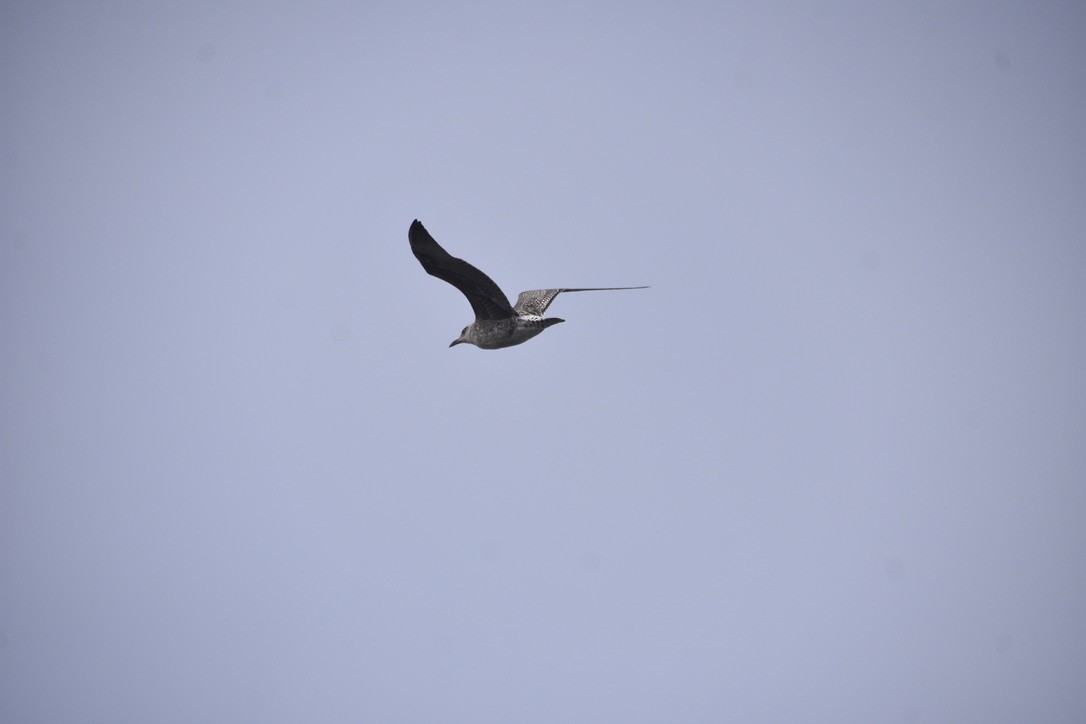 Yellow-legged/Lesser Black-backed Gull - ML612641512