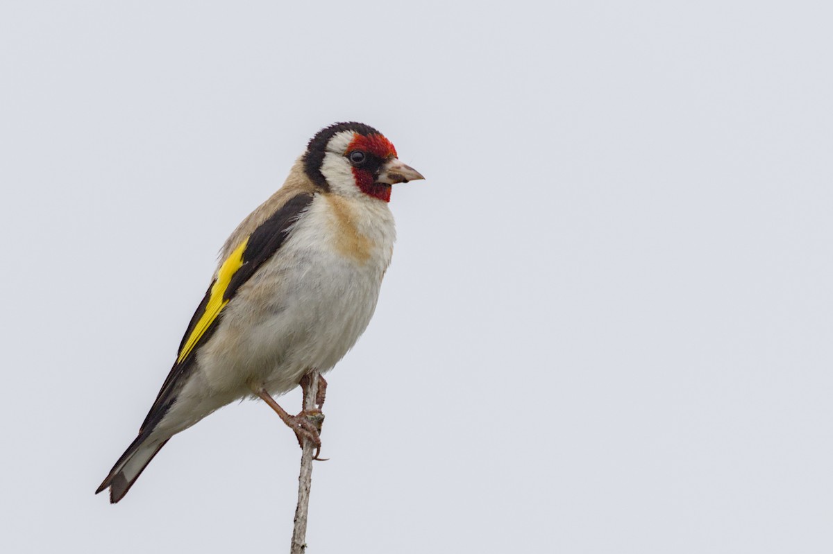 European Goldfinch - ML612641514