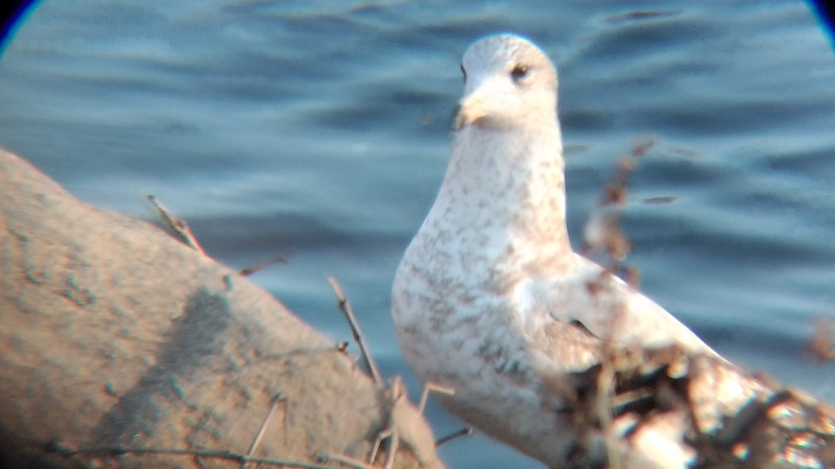 Ring-billed Gull - ML612641518