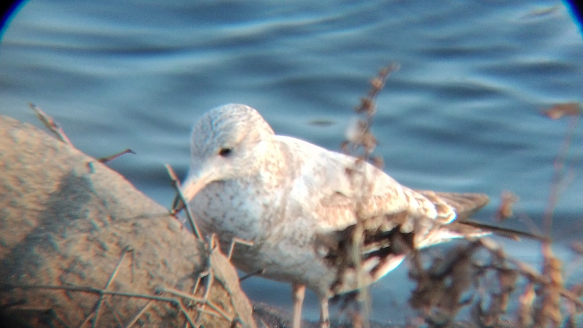 Ring-billed Gull - ML612641519