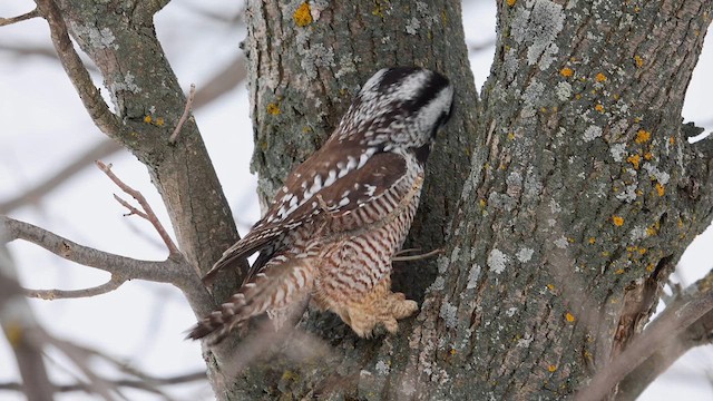 Northern Hawk Owl - ML612641526