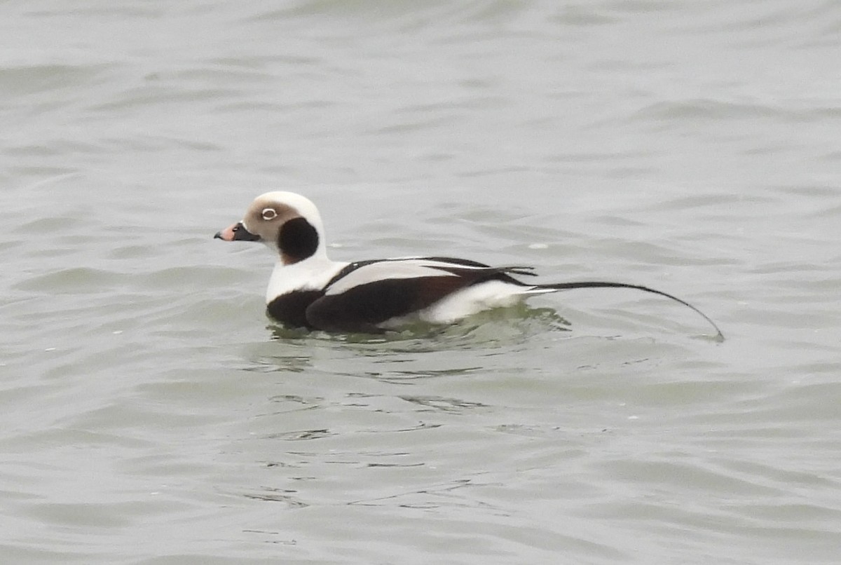 Long-tailed Duck - Peggy Maslow