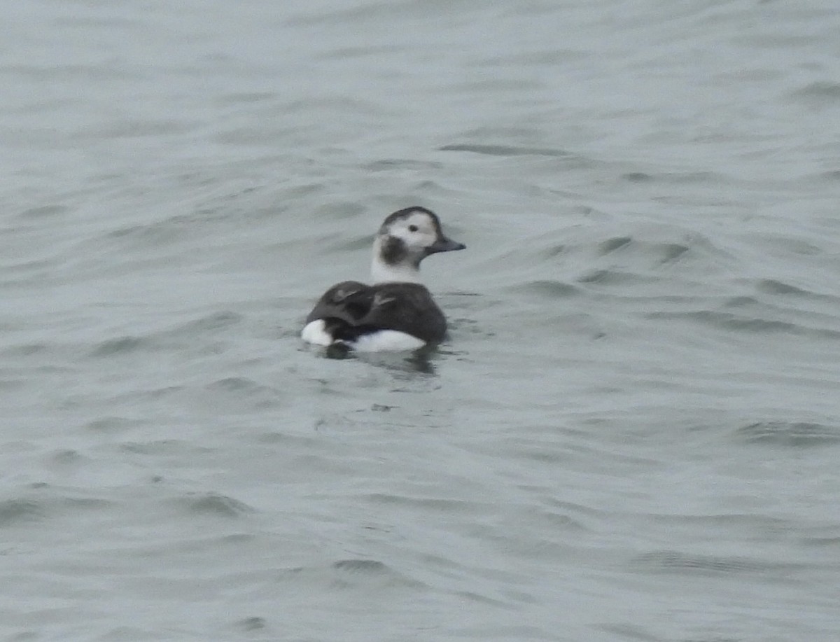 Long-tailed Duck - Peggy Maslow