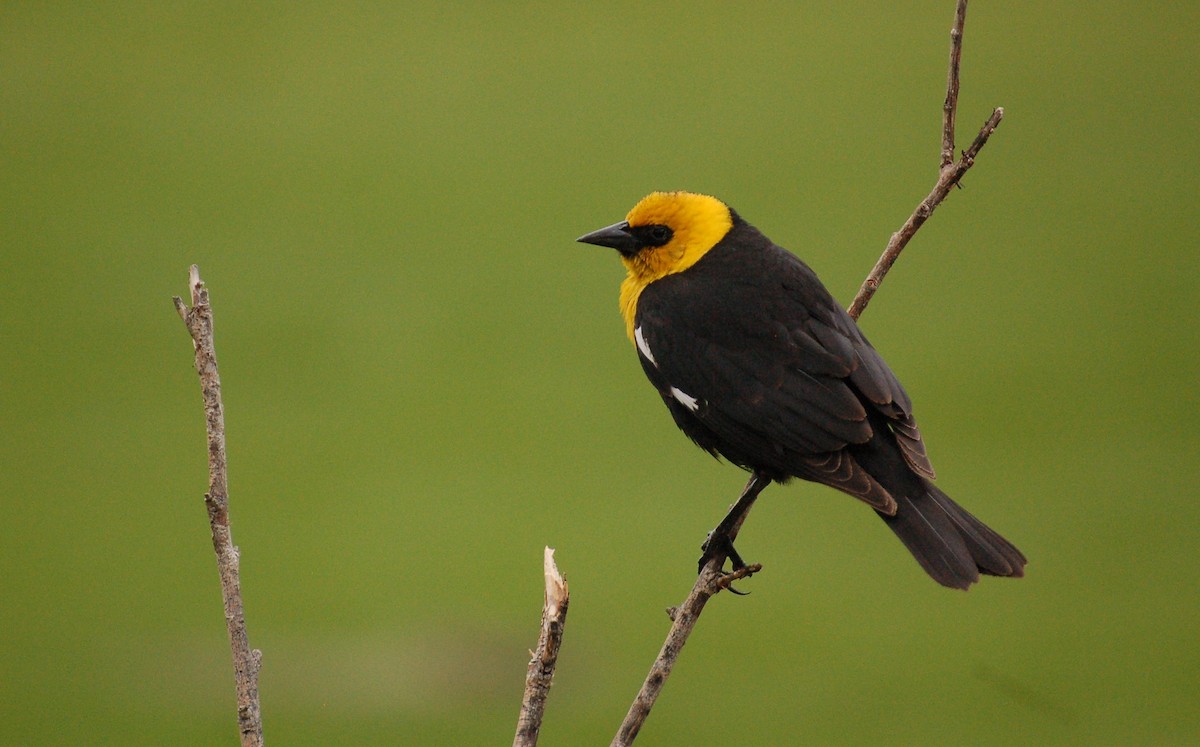 Yellow-headed Blackbird - Matthew Dickerson