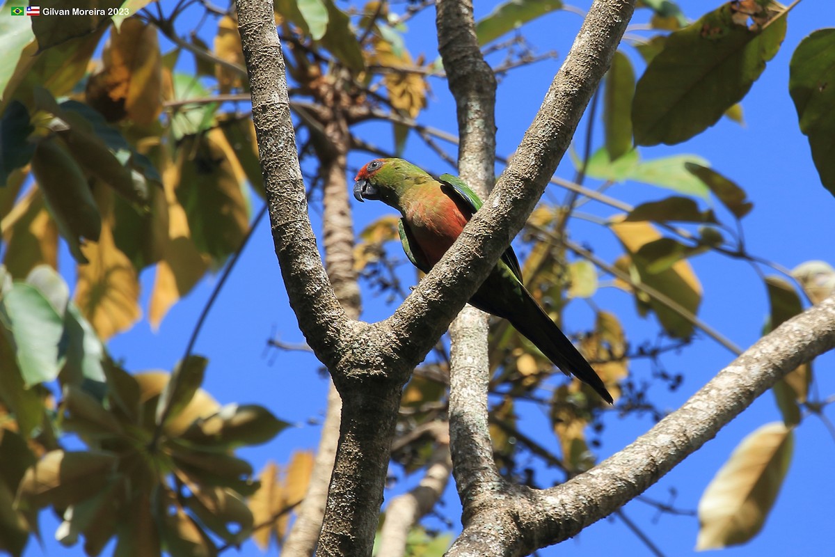 Golden-capped Parakeet - ML612641559