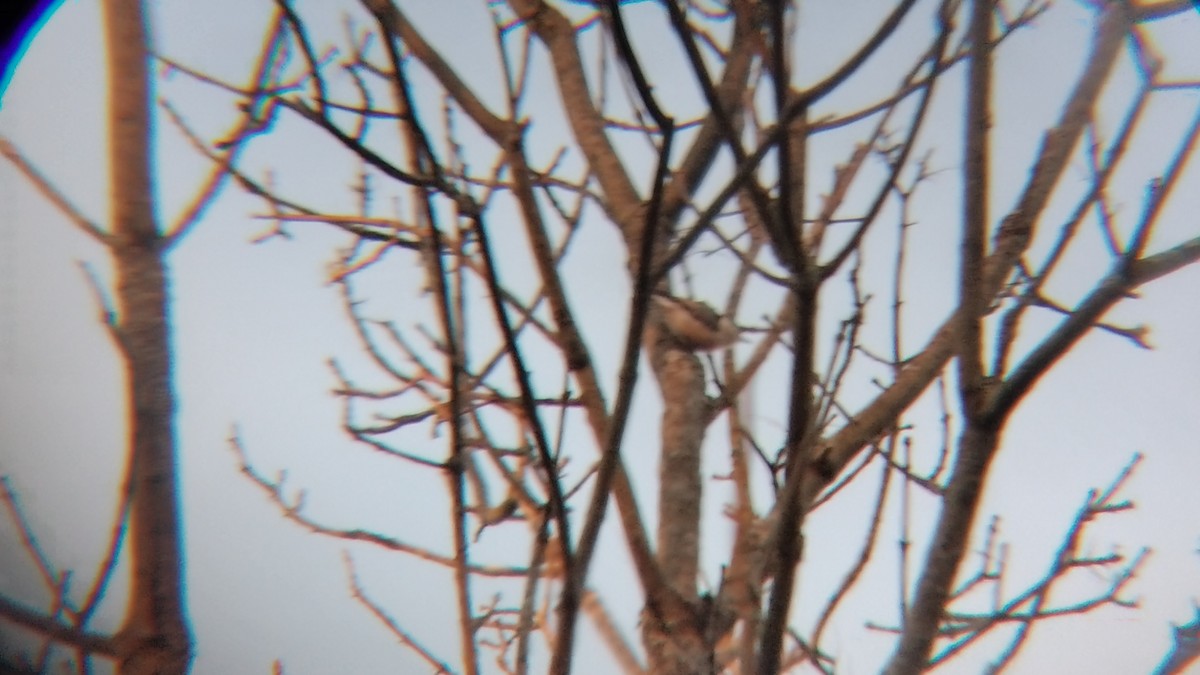 White-breasted Nuthatch - ML612641569