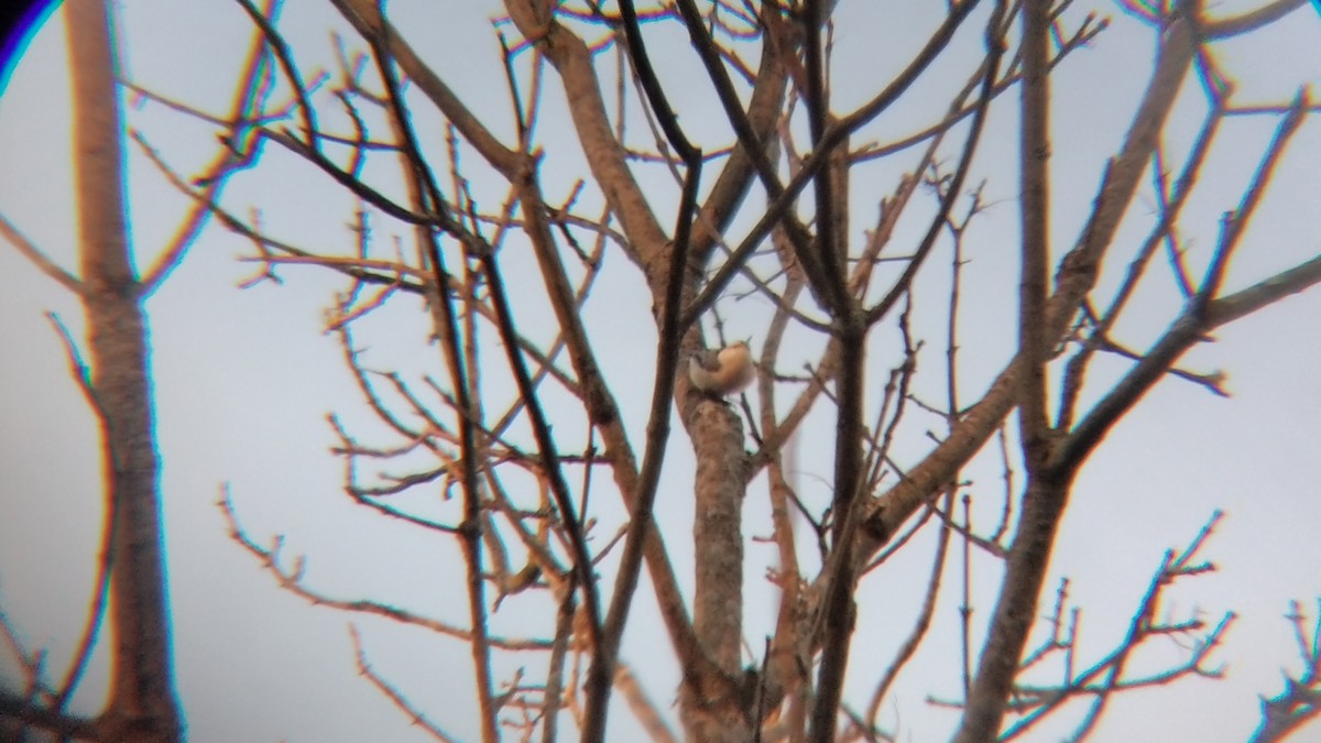 White-breasted Nuthatch - ML612641570