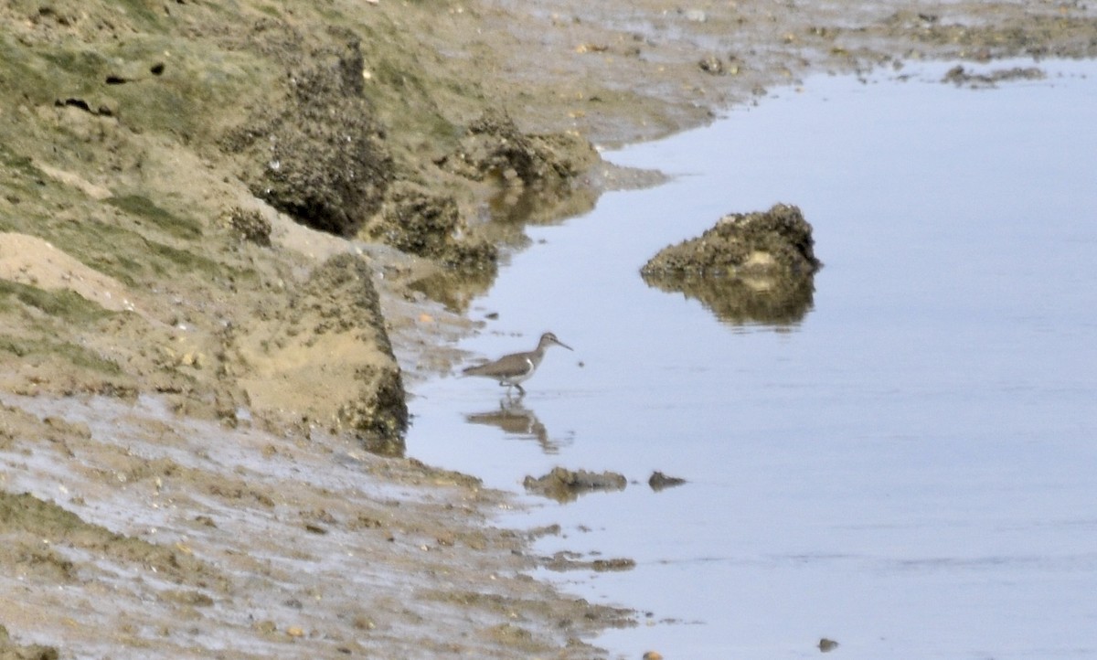 Common Sandpiper - ML612641587