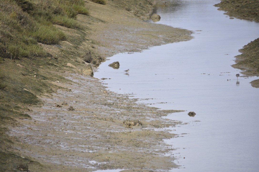 Common Sandpiper - ML612641590