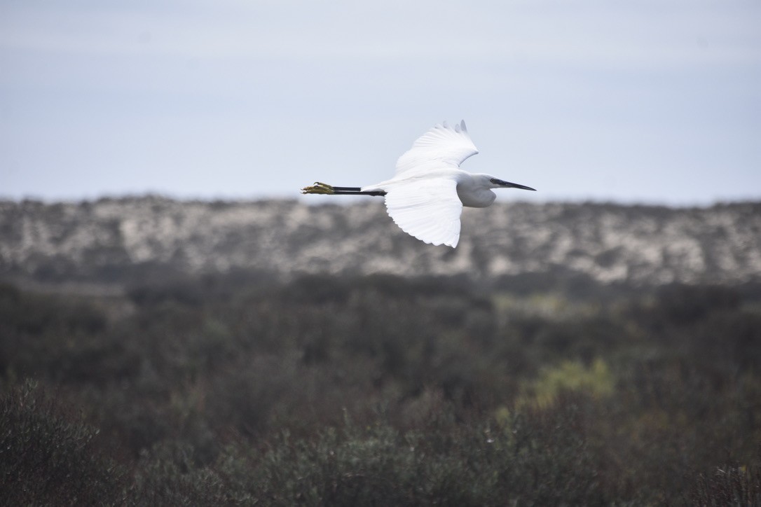 Little Egret - ML612641602