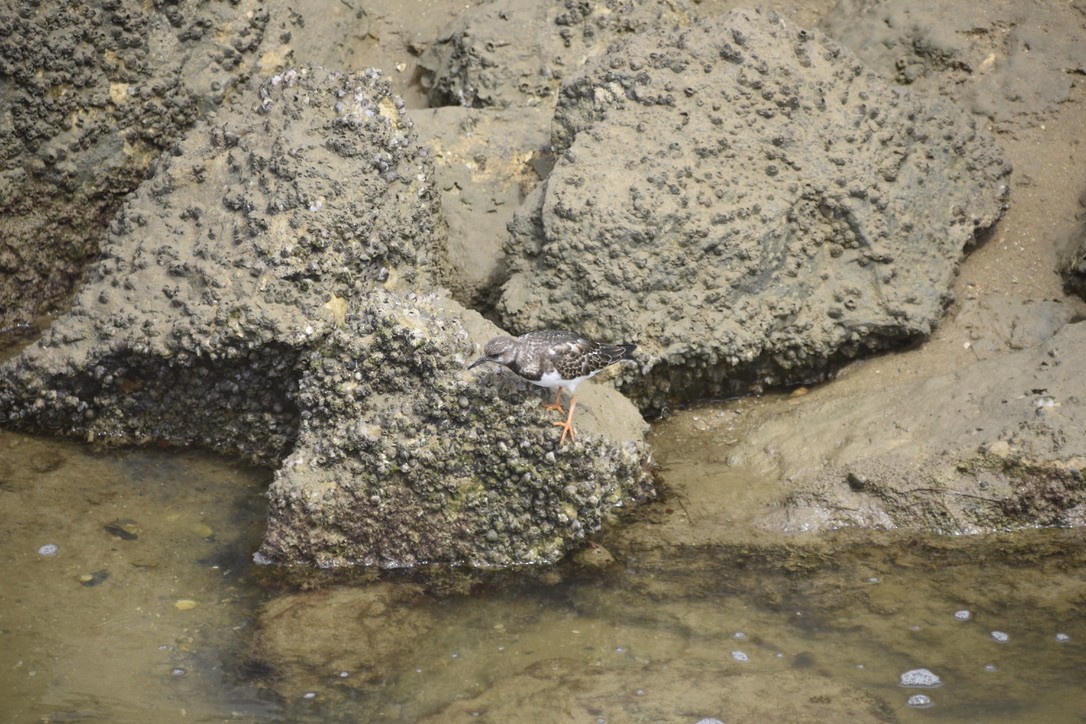 Ruddy Turnstone - ML612641608