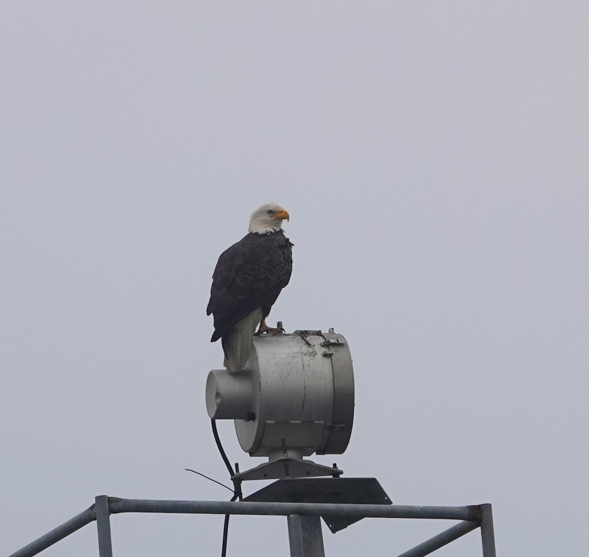 Bald Eagle - Mary Sweeney-Reeves