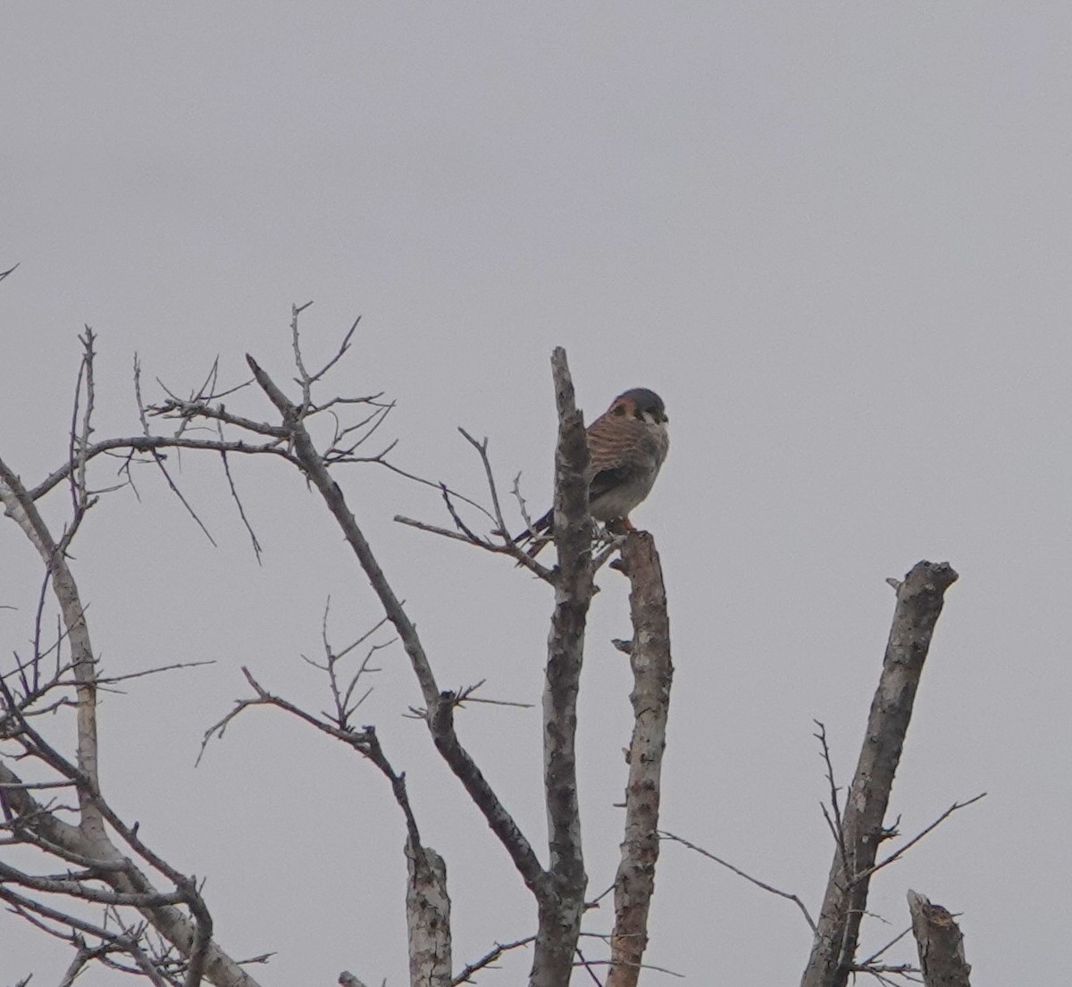 American Kestrel - Mary Sweeney-Reeves